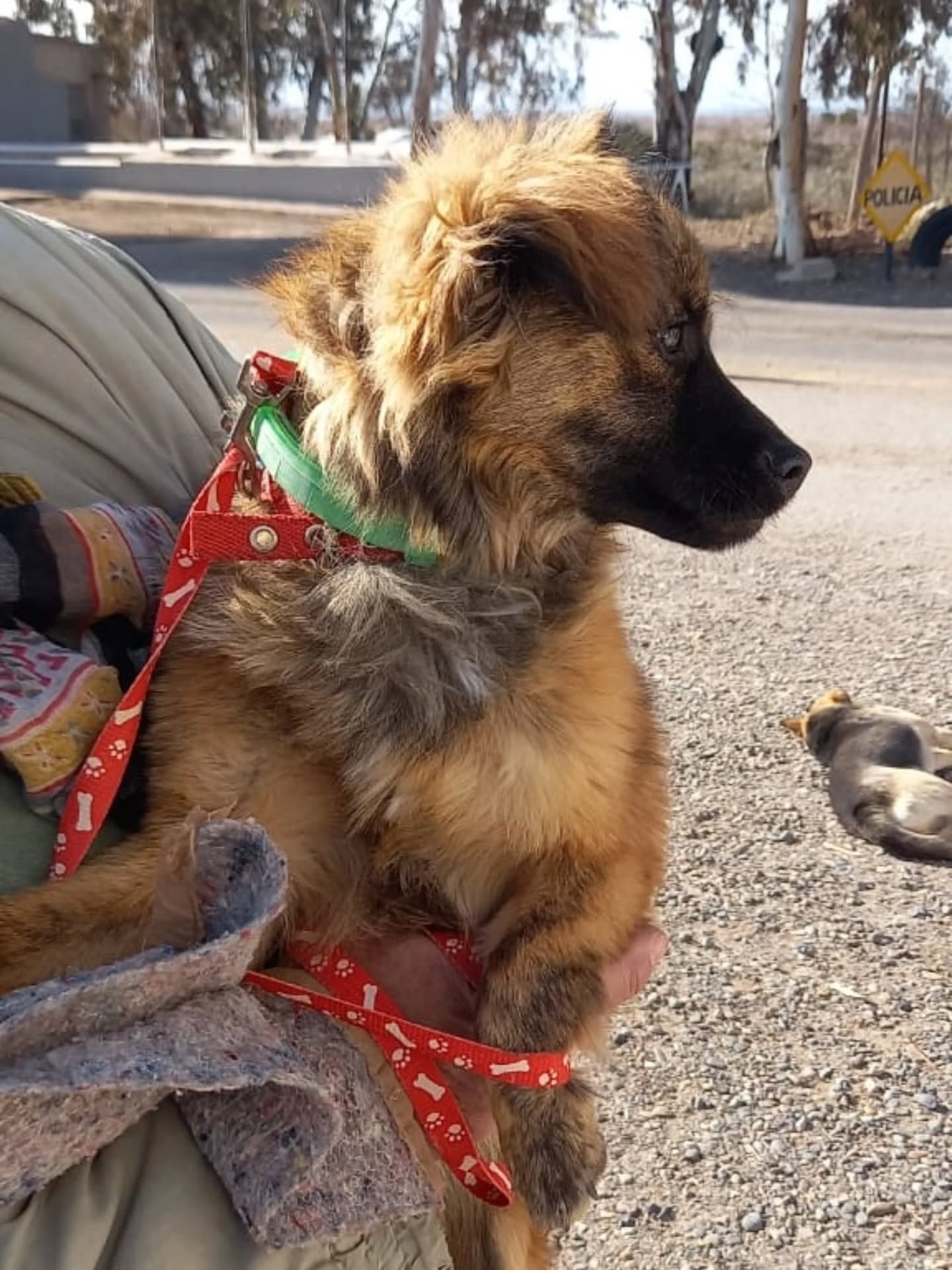 Jornada de Castración en El Arroyón 🐾