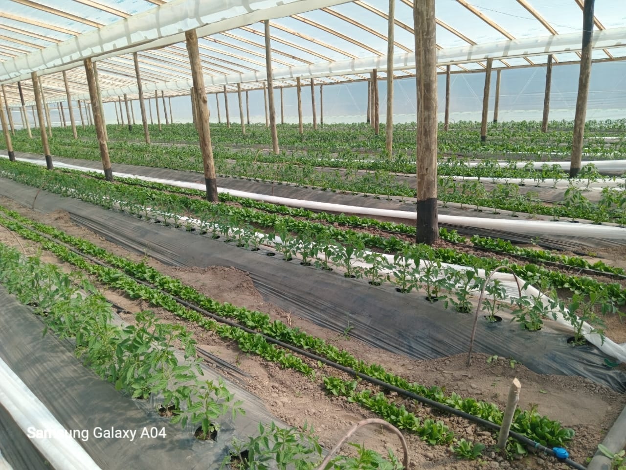 🌾 Historias que inspiran desde la producción local