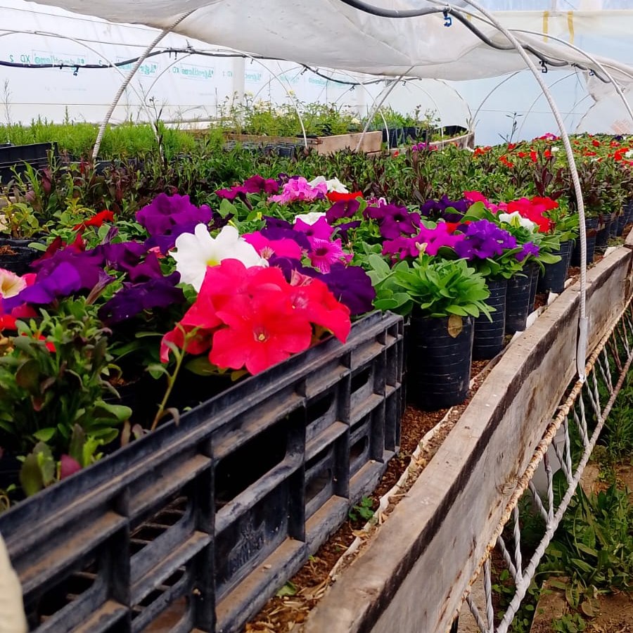 🌼 Vivero Municipal