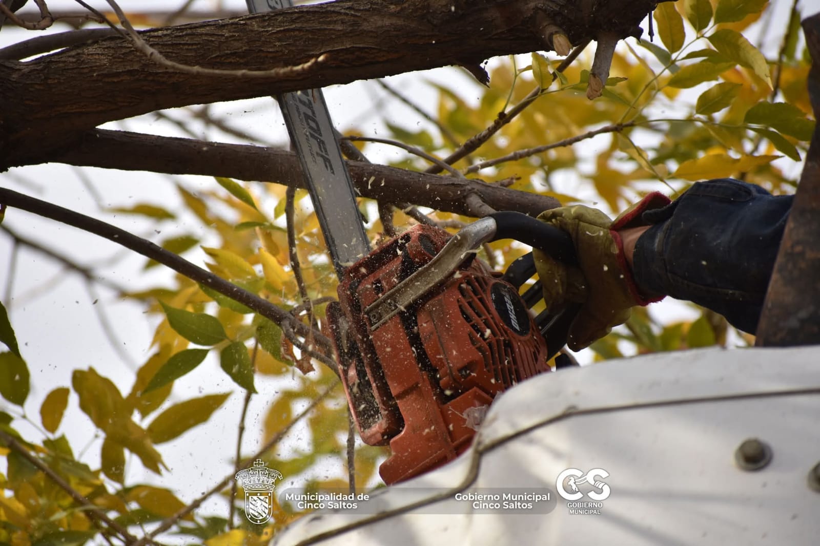 Trabajos de poda y mantenimiento en calles 9 de Julio y Rivadavia
