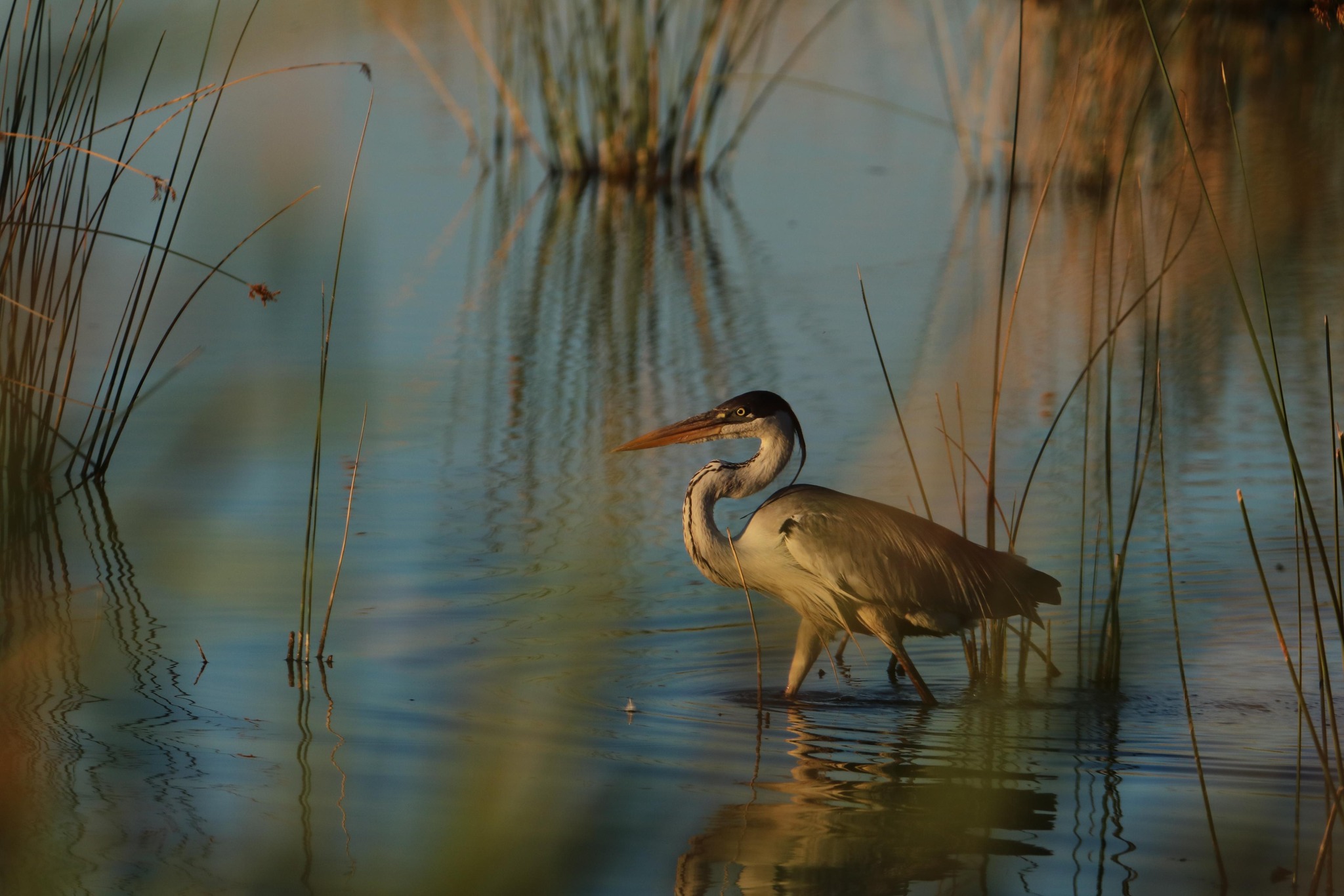 Club de Observadores de Aves Sietecolores del Lago Pellegrini Turismo Cinco Saltos