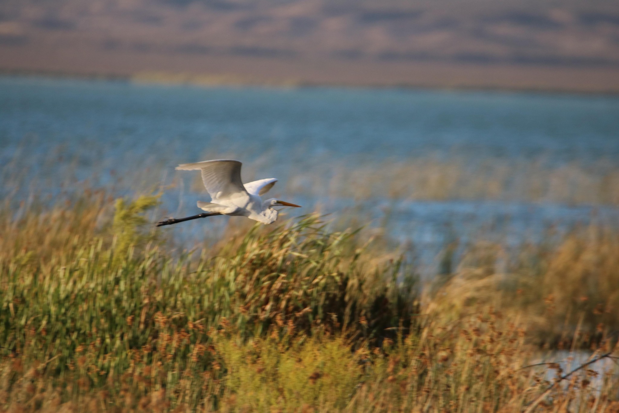 Club de Observadores de Aves Sietecolores del Lago Pellegrini Turismo Cinco Saltos