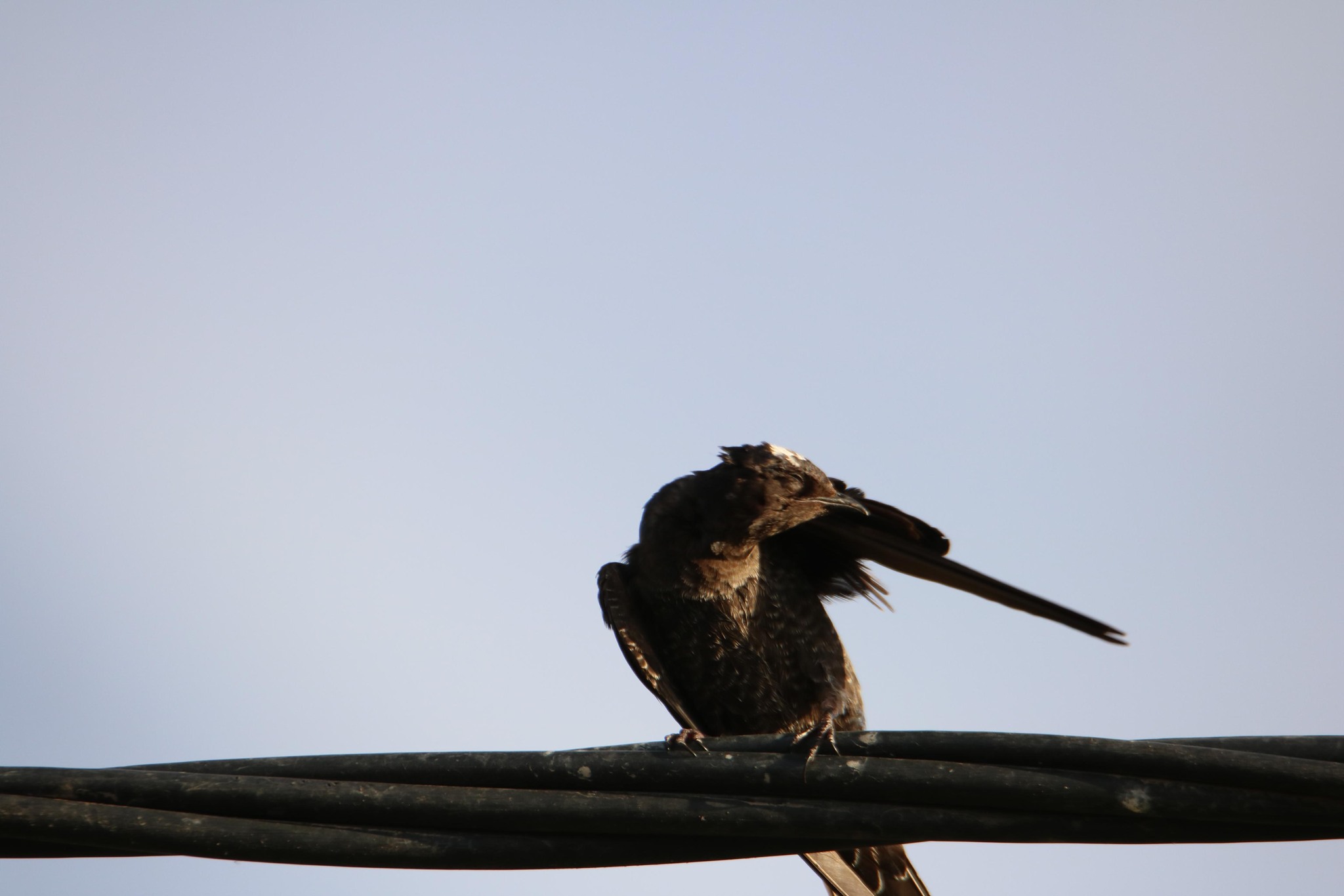 Club de Observadores de Aves Sietecolores del Lago Pellegrini Turismo Cinco Saltos